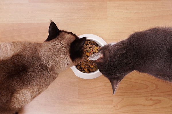 Stiftung Warentest kürt das beste Katzen-Trockenfutter! Finde hier heraus, welches es ist!
