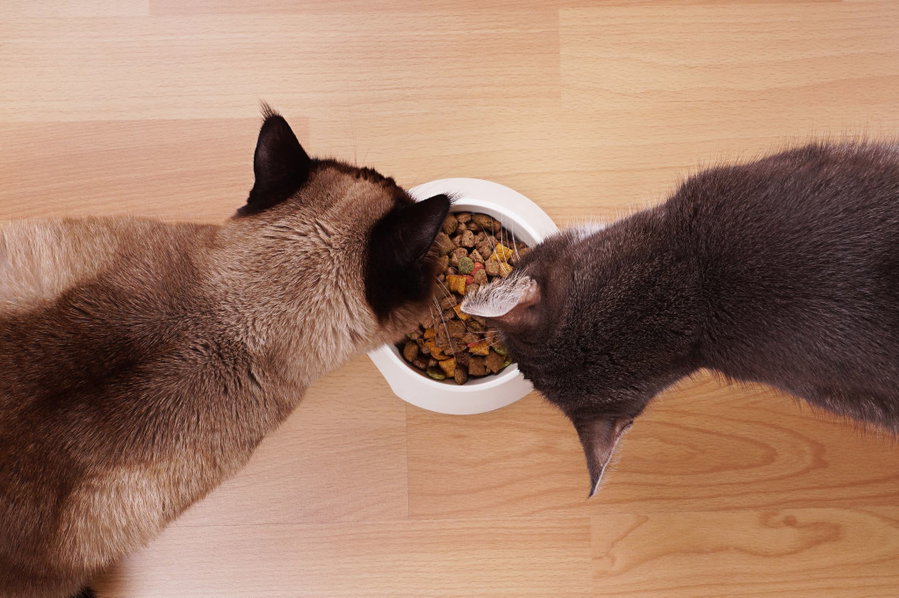 Stiftung Warentest kürt das beste Katzen-Trockenfutter! Finde hier heraus, welches es ist!