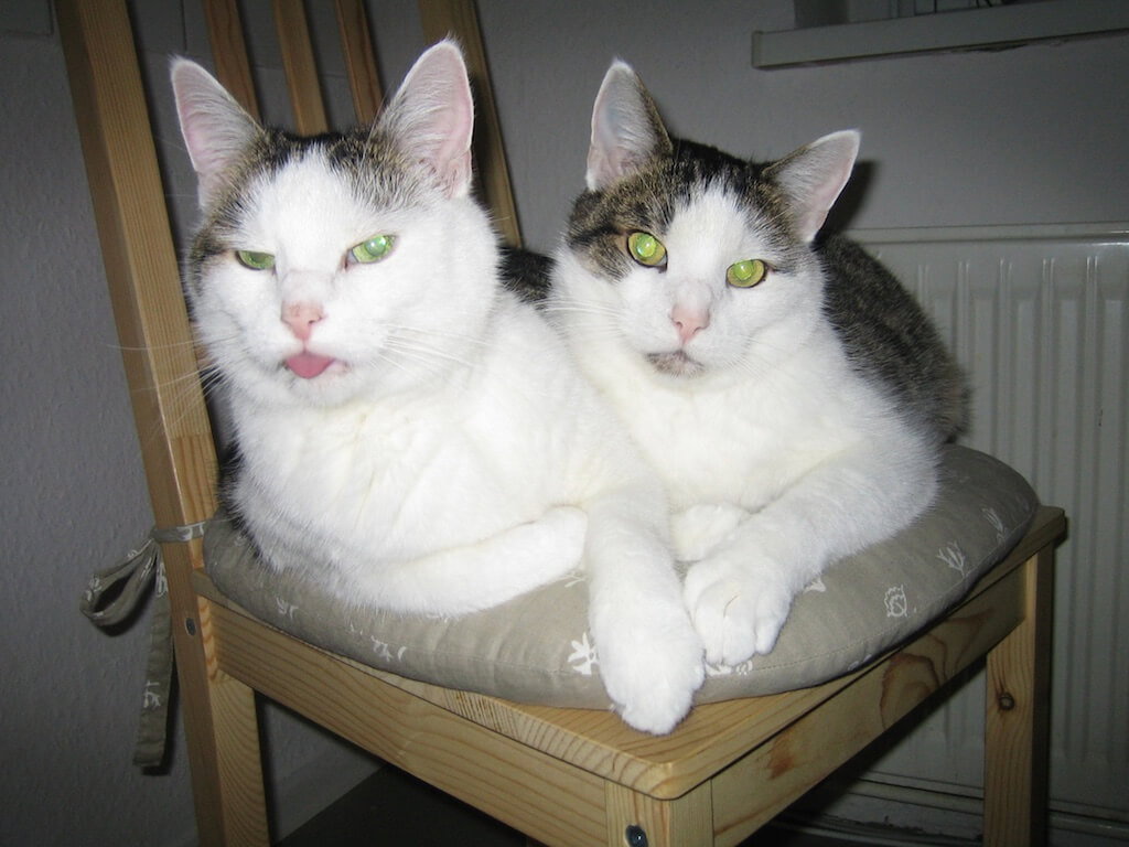Katzen kuscheln auch auf kleinen Stühlen.