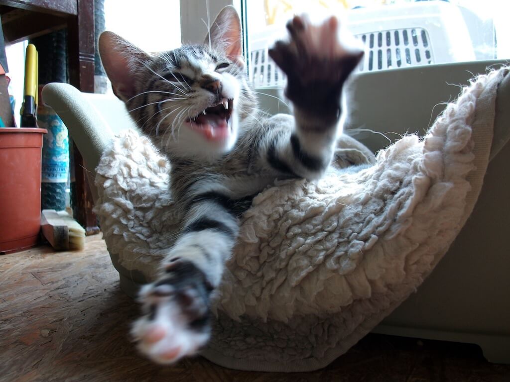 Aktives, gesundes Katzenbabies trotz Handaufzucht