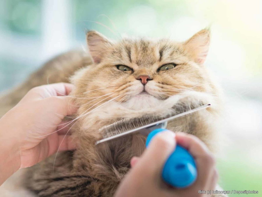 Kaufratgeber: Die beste Katzenbürste für Langhaar und Kurzhaar