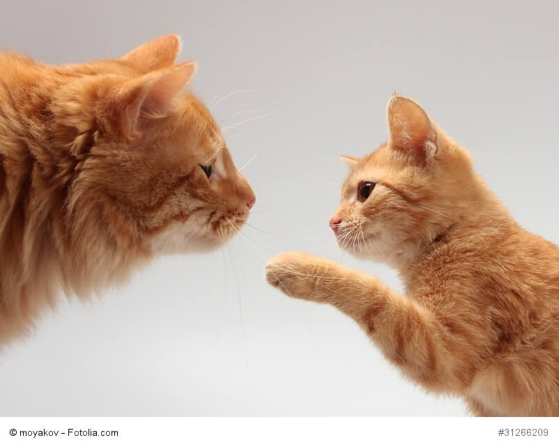 Rotgetigerte Katzenmutter mit Kitten , das nach ihr tappst