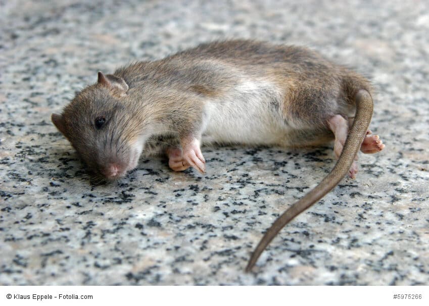 Eine tote Maus liegt auf einem Steinboden