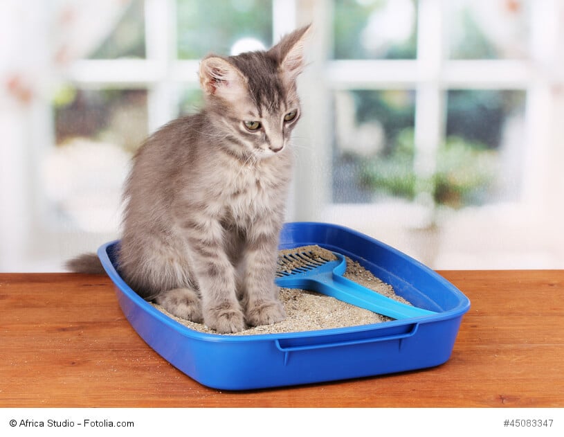 Ein graues Kitten sitzt traurig guckend in einem blauen flachen Katzenklo