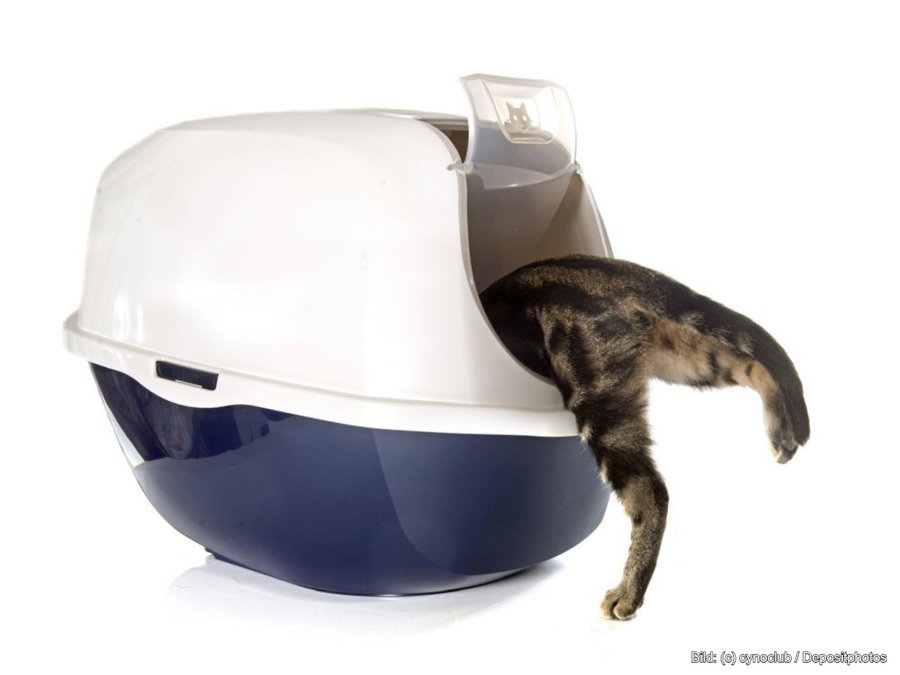Kaufratgeber: Das beste Katzenklo Hop-in