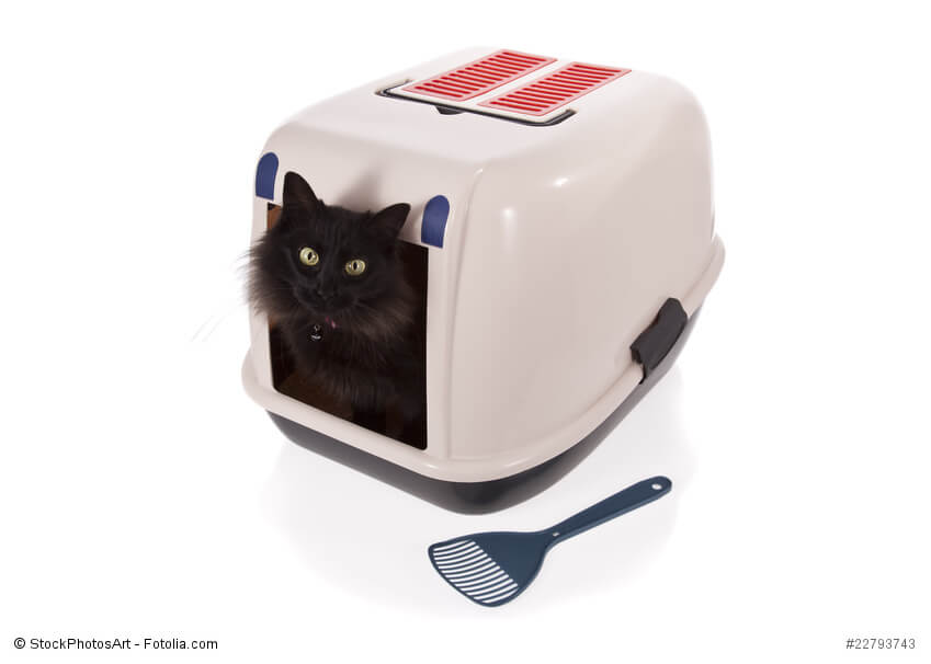 Schwarze Katze auf einem Katzenklo mit Deckel
