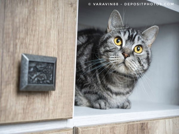 Kaufratgeber: Katzenklo Schrank – die 5 besten Produkte