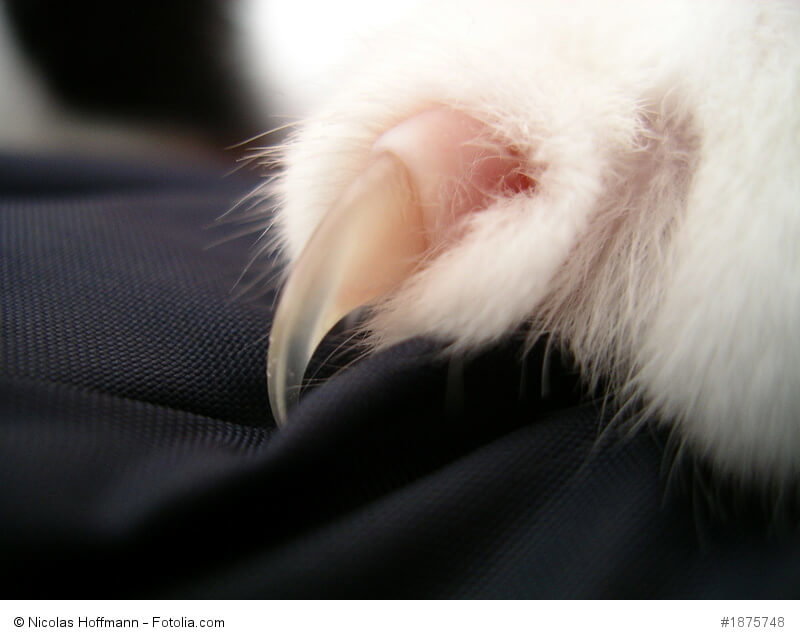 Eine einzelne Katzenkralle auf einem Stück Stoff