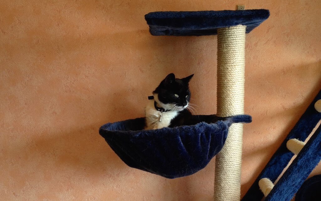 Eine Katze sitzt in einer Mulde auf einem kratzbaum und schaut zur Seite