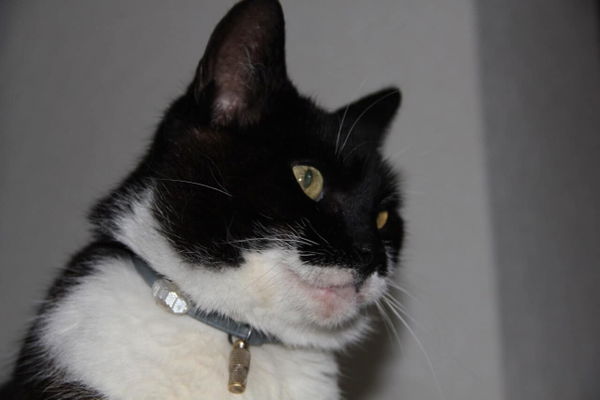 Katzenwecker - wenn der Stubentiger dich nicht schlafen lässt
