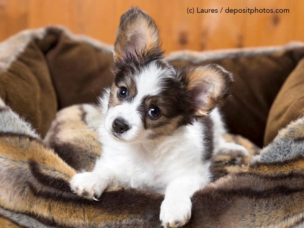 Kaufratgeber: Das beste Bett für Welpen – für hundemüde Hundekinder
