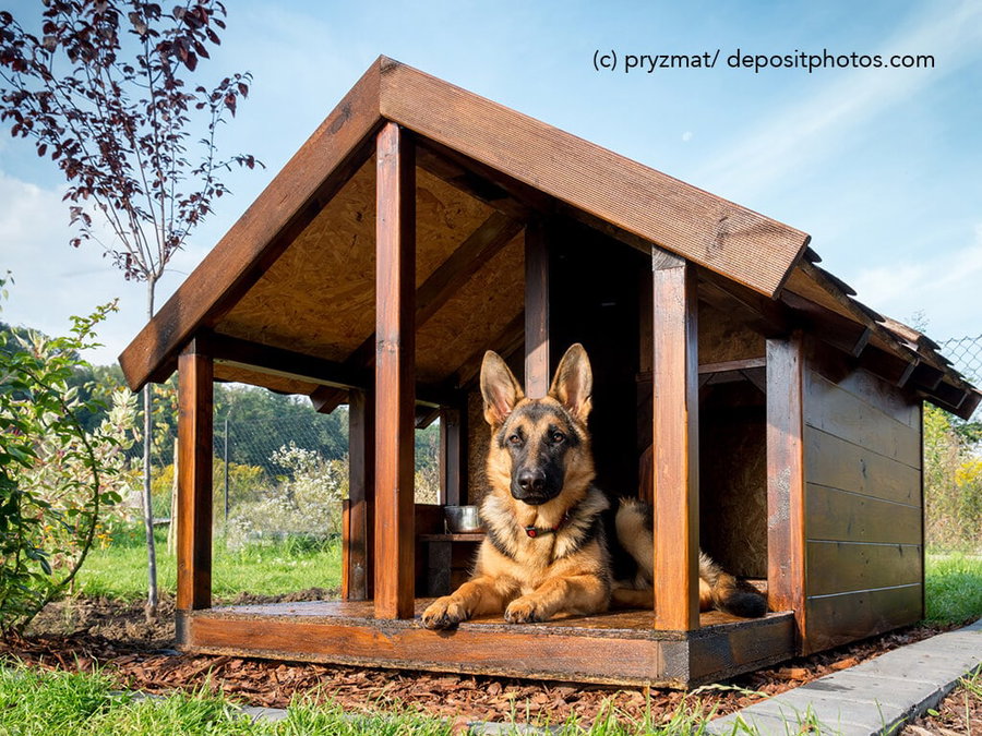 Kaufratgeber: Die beste Hundehütte für den Garten