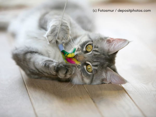 Kaufratgeber: Das beste Katzenspielzeug für deine Mieze