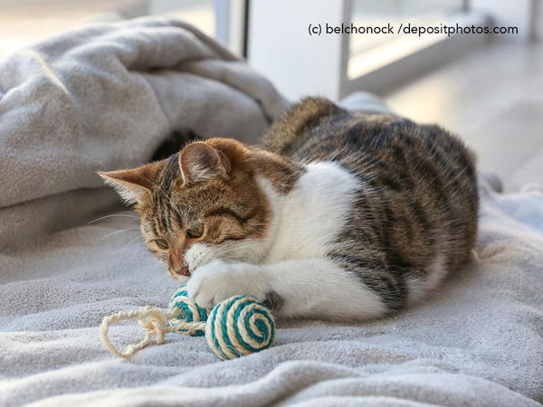 Kaufratgeber: Das beste ökologische Katzenspielzeug – nachhaltig und unbedenklich für deine Katze