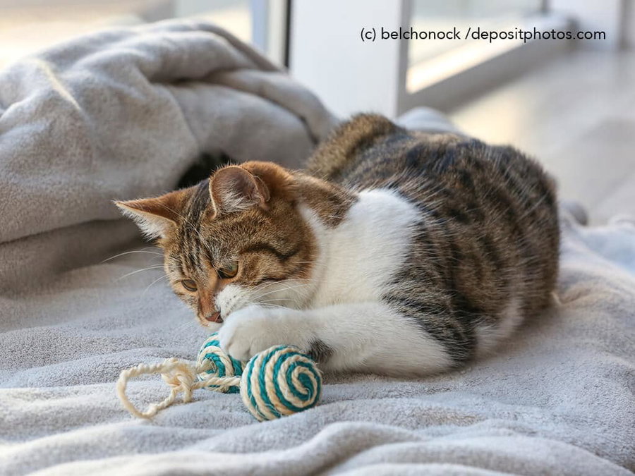 Kaufratgeber: Das beste ökologische Katzenspielzeug – nachhaltig und unbedenklich für deine Katze
