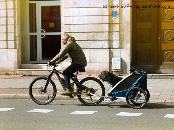 Kaufratgeber: Fahrradanhänger für Hunde – gemeinsam mobil unterwegs