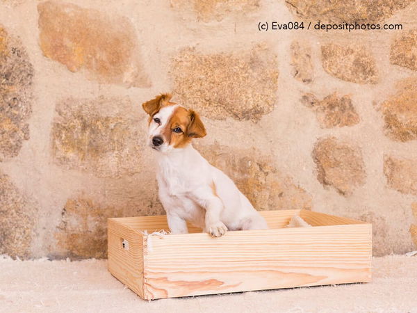 Kaufratgeber: Das beste Hundebett aus Holz – Natur pur!