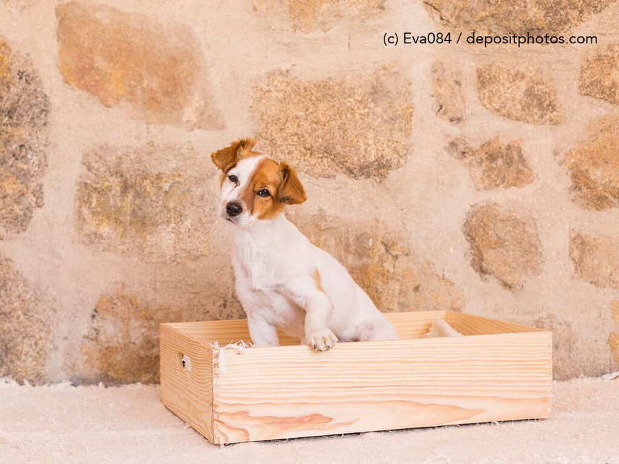 Kaufratgeber: Das beste Hundebett aus Holz – Natur pur!