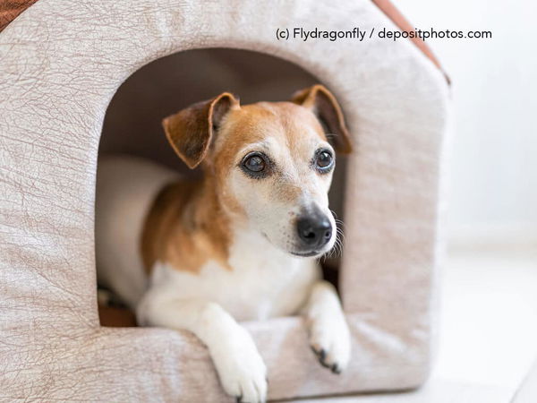 Kaufratgeber: Die beste Hundehöhle