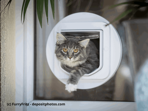 Kaufratgeber: Die beste Katzenklappe