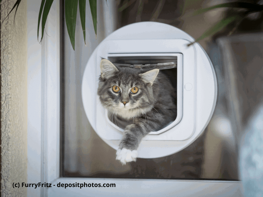 Kaufratgeber: Die beste Katzenklappe