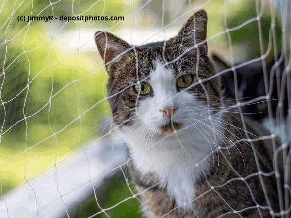 Kaufratgeber: Das beste Katzennetz für den Balkon