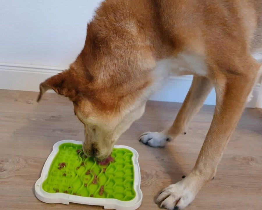 Der Schleckmatten-Kaufratgeber: Finde die beste Leckmatte für deinen Hund