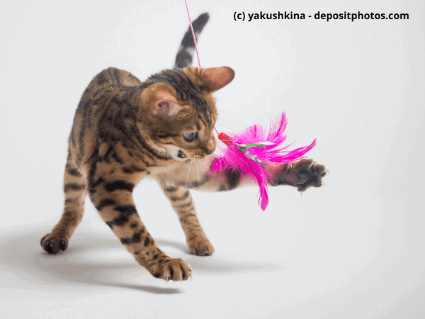 Kaufratgeber: Das beste elektronische Katzenspielzeug