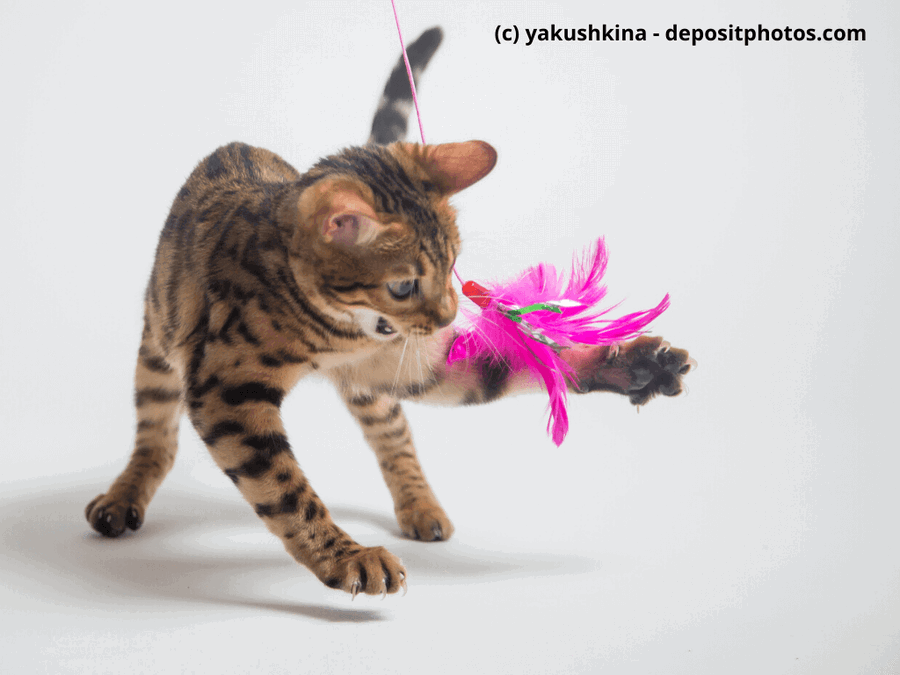 Kaufratgeber: Das beste elektronische Katzenspielzeug