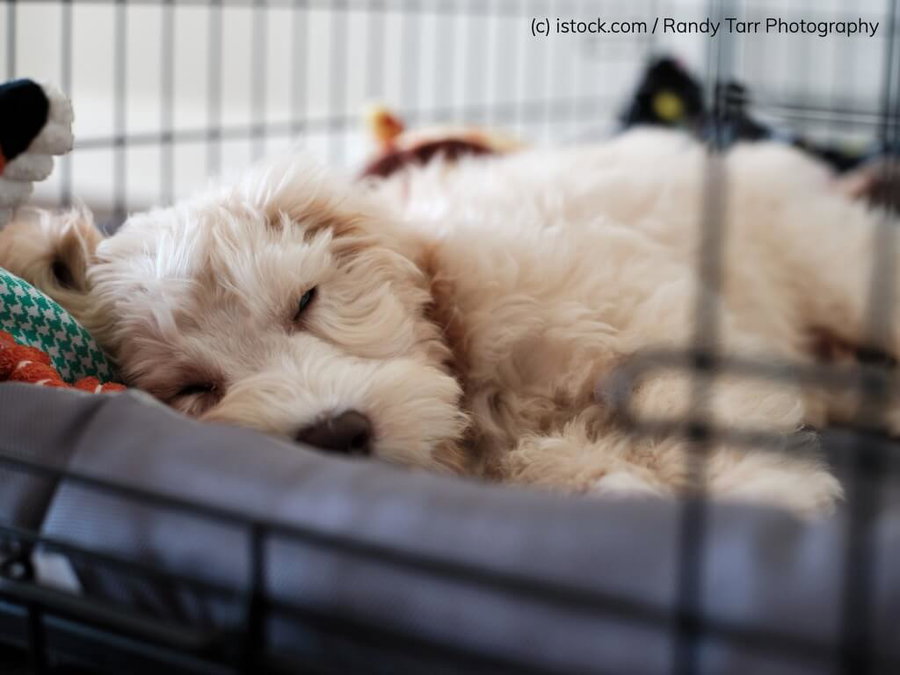 Kaufratgeber: Hundebox für zu Hause – der perfekte Rückzugsort