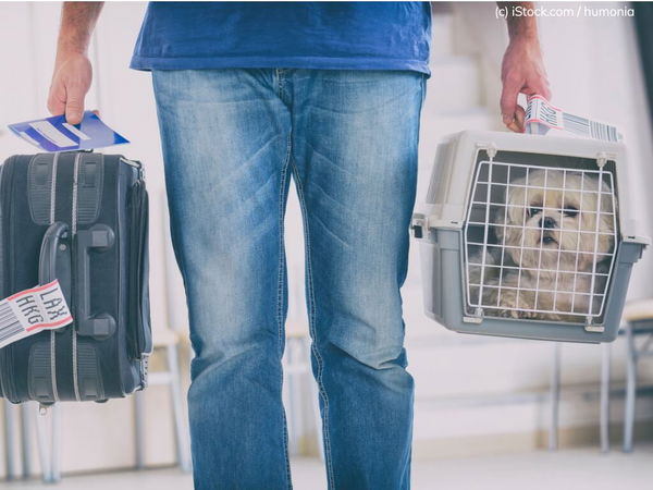 Kaufratgeber: Handgepäck oder Frachtraum? Die richtige Transportbox für Hunde im Flugzeug