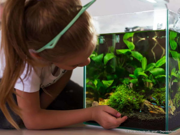 Kaufratgeber: Das beste Nano Aquarium