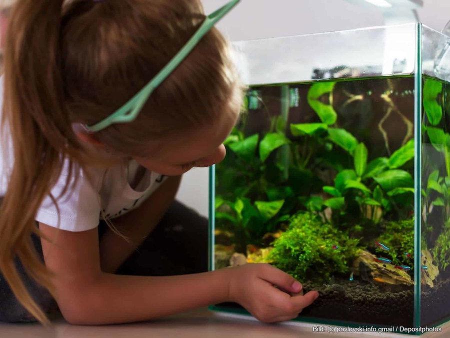 Kaufratgeber: Das beste Nano Aquarium