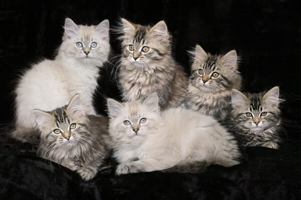 Deutsch Langhaar: 12 Wochen alte Kitten von Sinthari