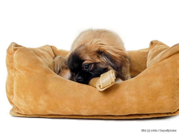 Kaufratgeber: Das beste Hundebett für kleine Hunde