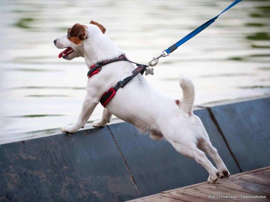 Kaufratgeber: Das beste orthopädische Hundegeschirr
