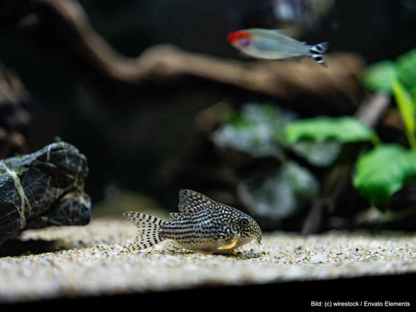 Kaufratgeber: Der beste Aquarium Kies