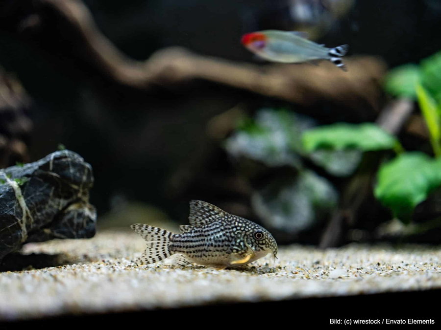 Kaufratgeber: Der beste Aquarium Kies