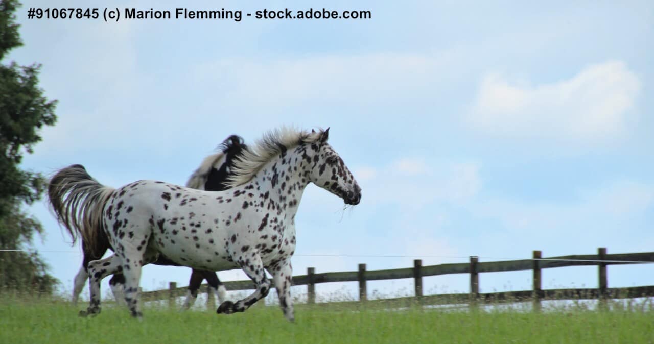 Warmblüter, ein Knabstrupper und ein Pinto Pony auf einer Weide