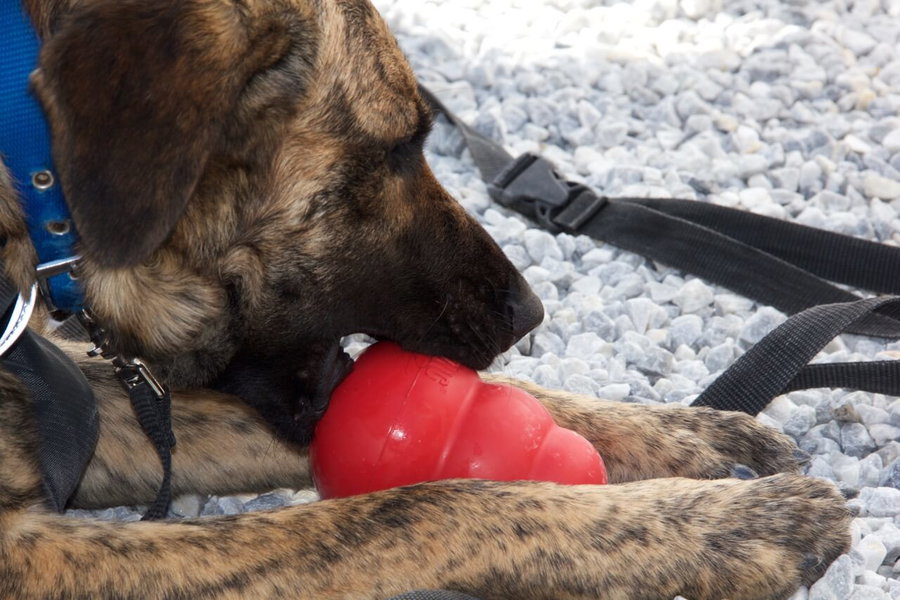 Gefüllter Kong Deluxe: Mit diesen 5 genialen Rezepten wird dein Hund seinen Kong nie wieder links liegen lassen!