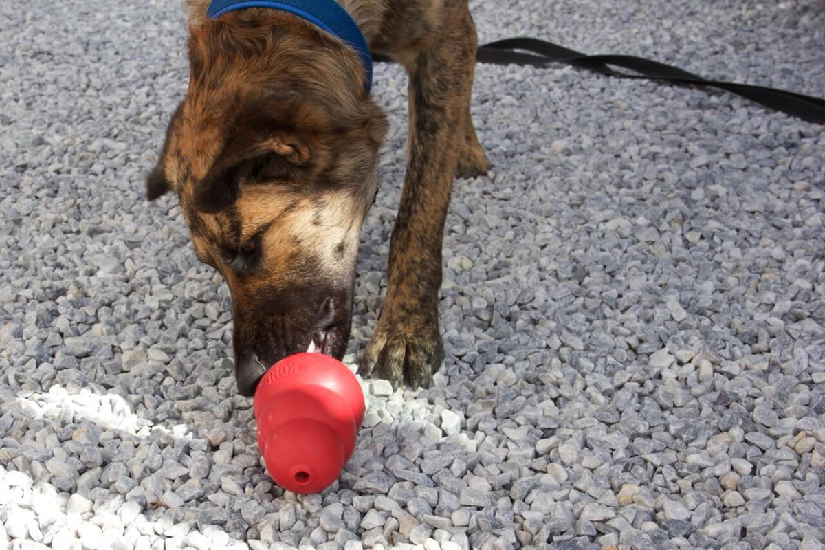 Ein Hund leckt im Stehen an einem roten Kong