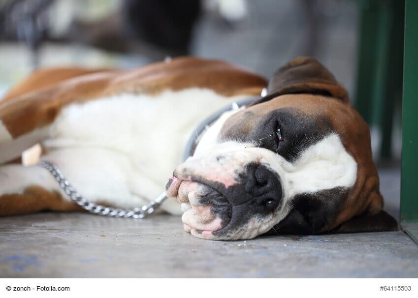 Boxer der auf der Seite liegt