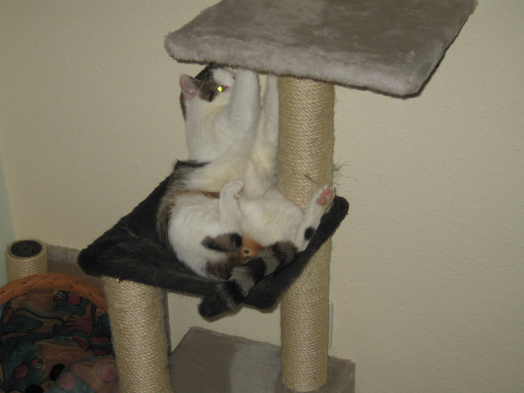 Ein Kater liegt in einer Mulde und kratzt gleichzeitig am Stamm seines Kratzbaumes