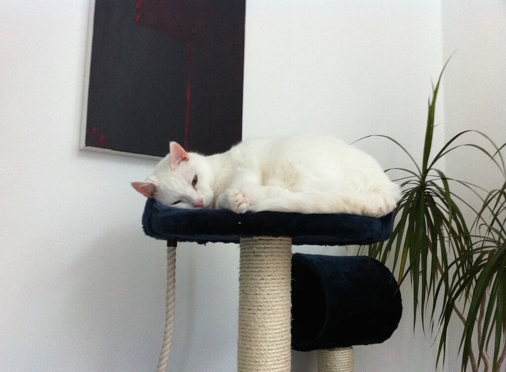 Eine weiße Katze schläft auf einem Kratzbaum