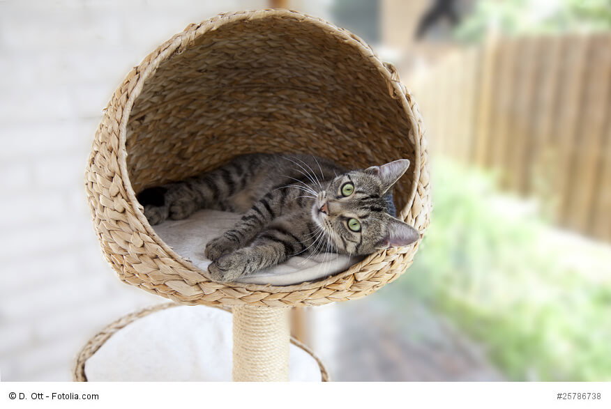 Katzenminze für den Kratzbaum