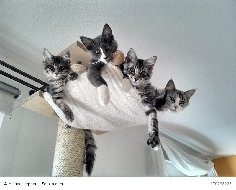 Kratzbaum mit einem Sack voll Katzen