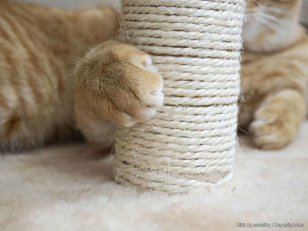 Kaufratgeber: Der beste Kratzstamm für Katzen