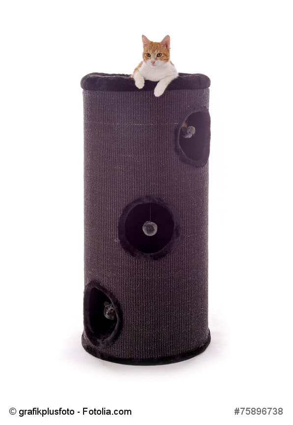Katze sitzt auf Kratztonne