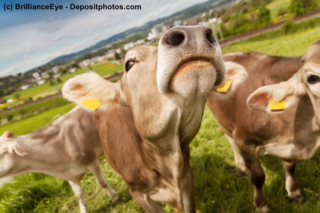 Portrait zweier Kühe auf einer Wiese als Sinnbild für die Rindfleischproduktion für Hundefutter