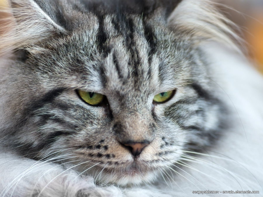 Schwarzkümmelöl für Katzen: Wirkung und Alternativen